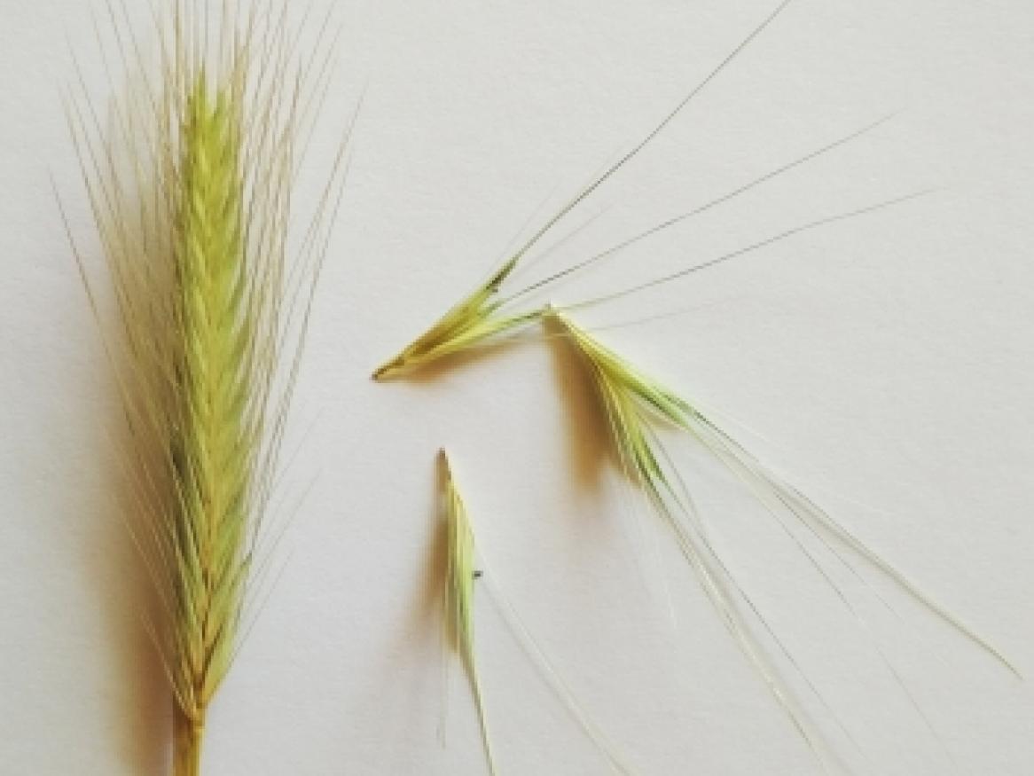 Barley grass spike