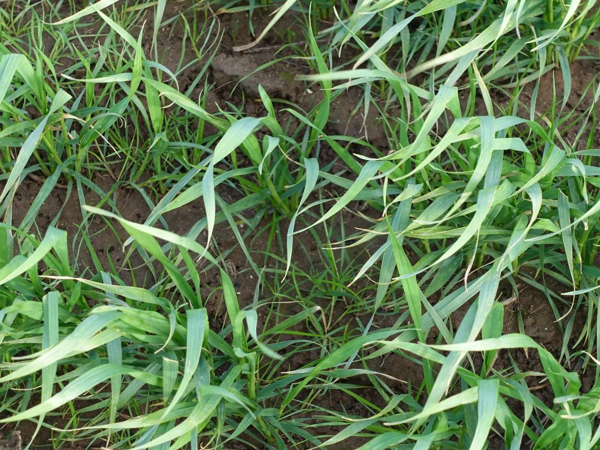 ryegrass and wheat seedlings
