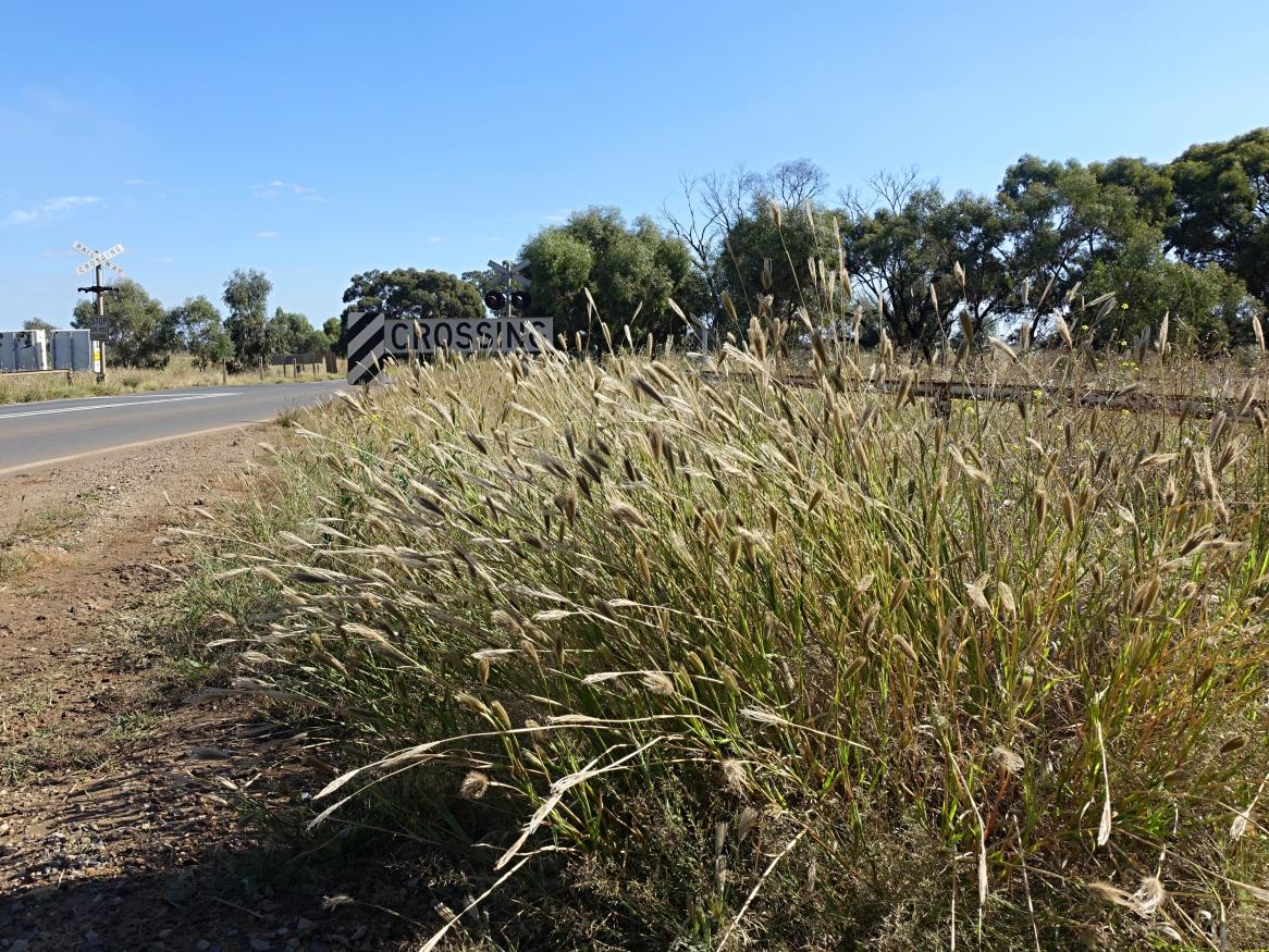 Roadside Feathertop Rhodes grass