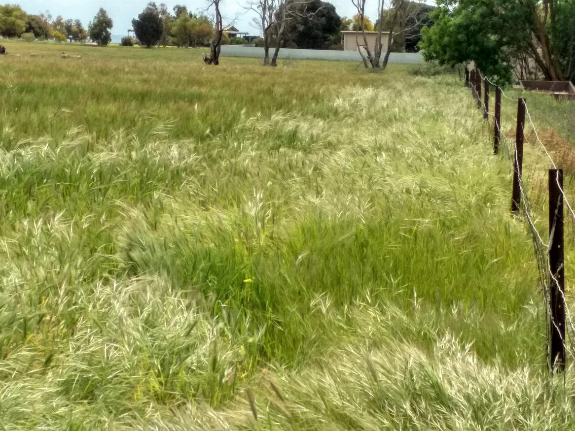 Brome grass on a fence-line.