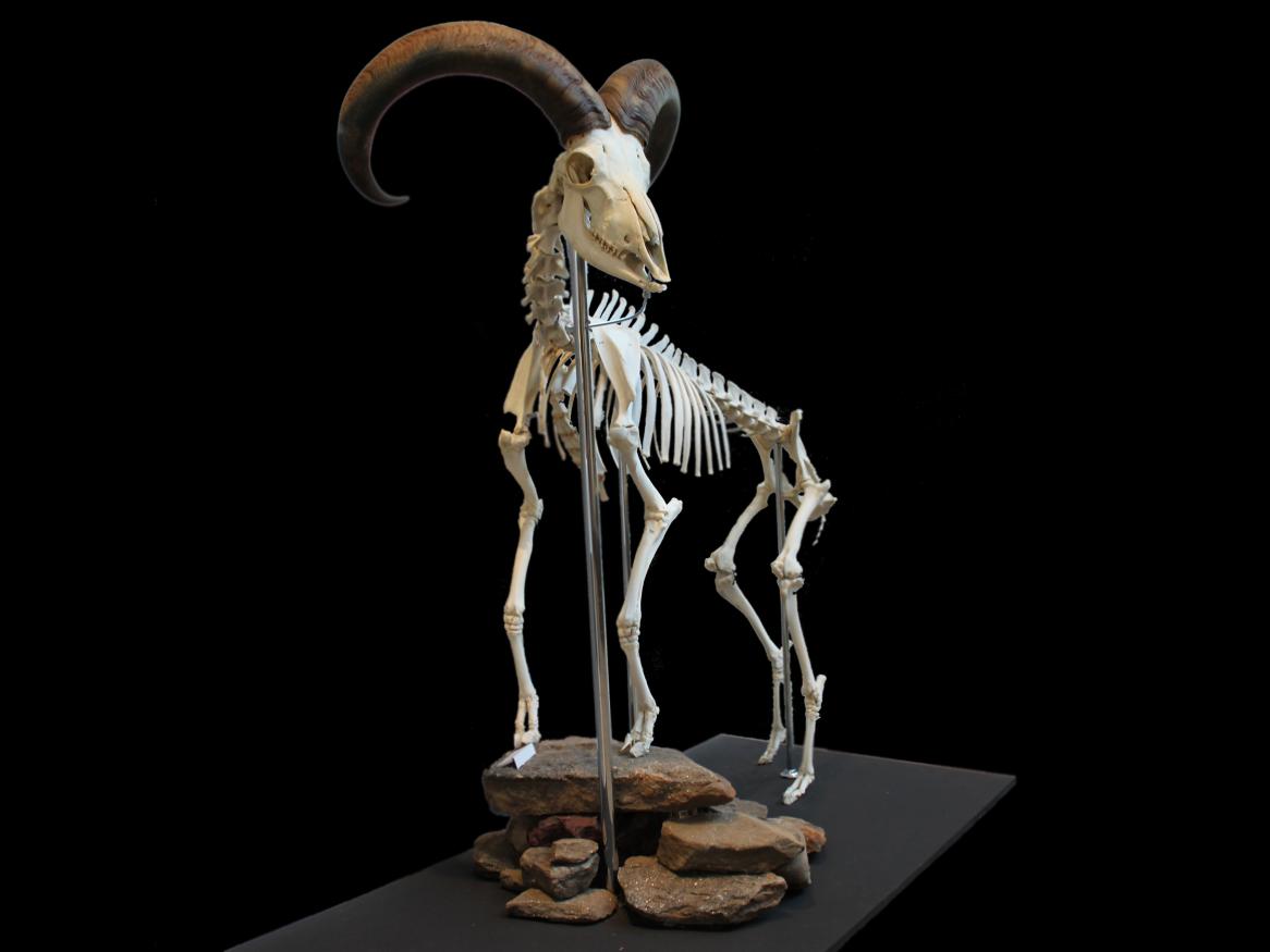 Barbary Sheep skeleton