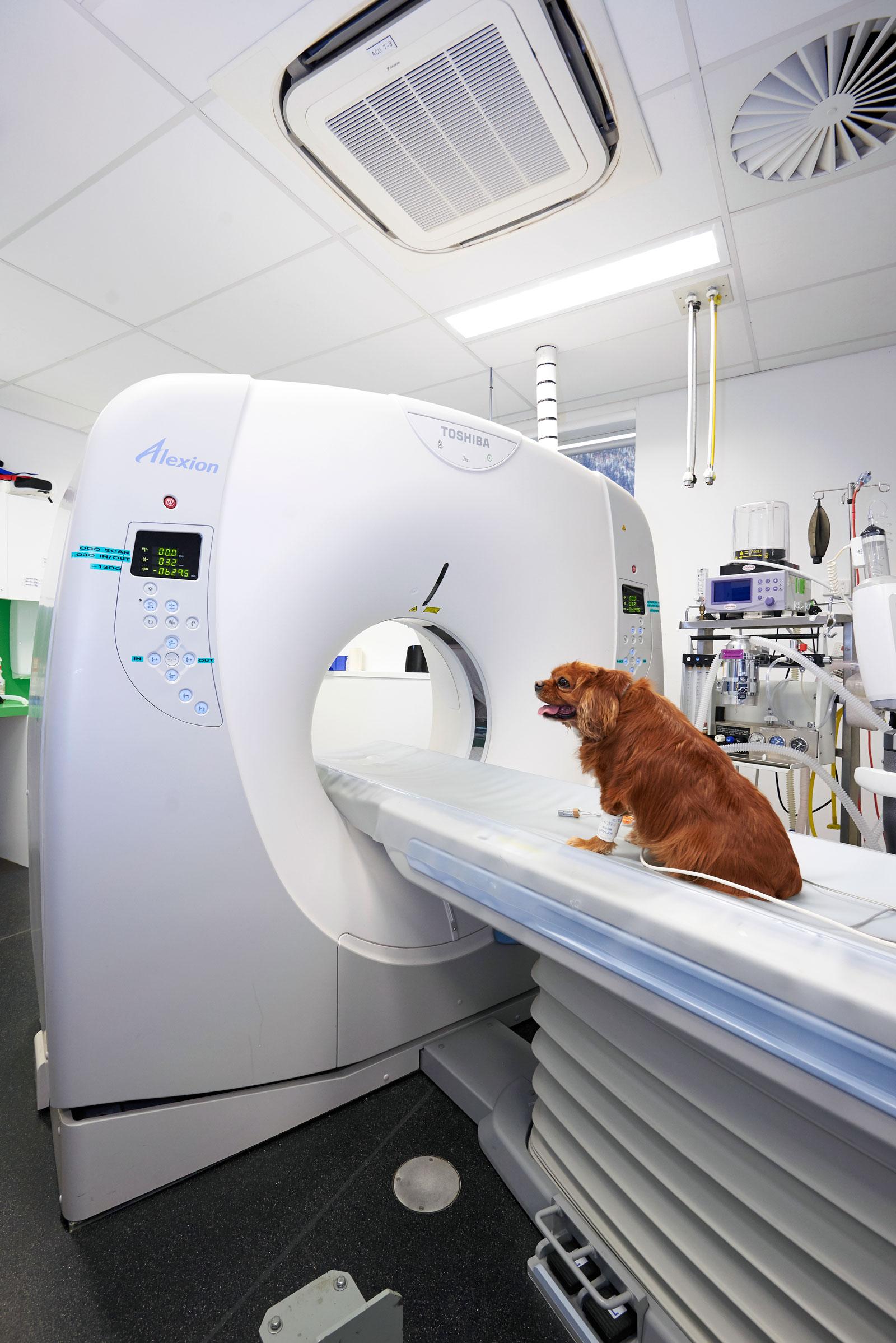Veterinary clinic dog scan