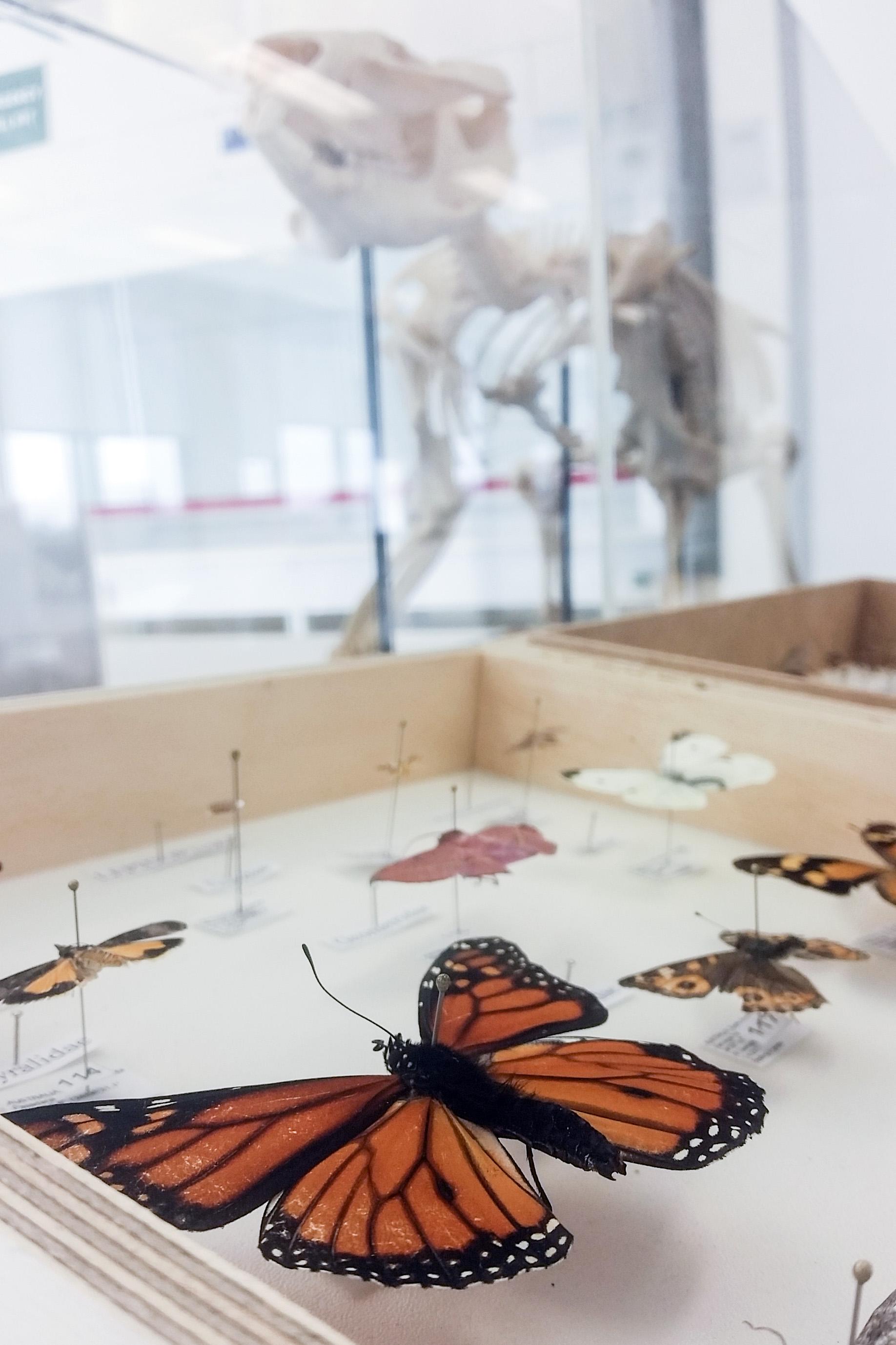 Collection of insects and skeletons, Braggs building