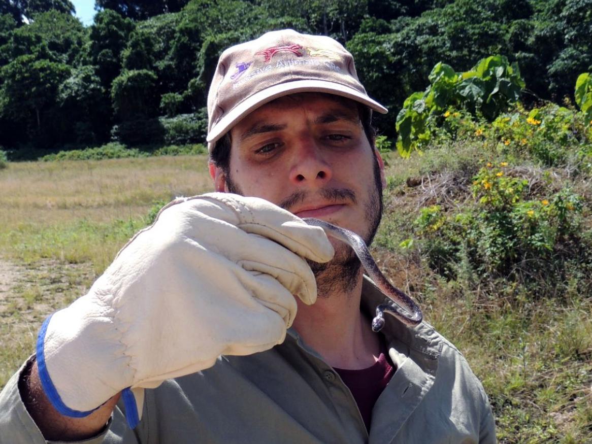 Pablo García-Díaz handles an invasive wolf snake (Lycodon capucinus) in the rainforest of Christmas Island. Predation by invasive wolf snakes is believed to be one of the factors of the decline of native species of reptiles in Christmas Island.