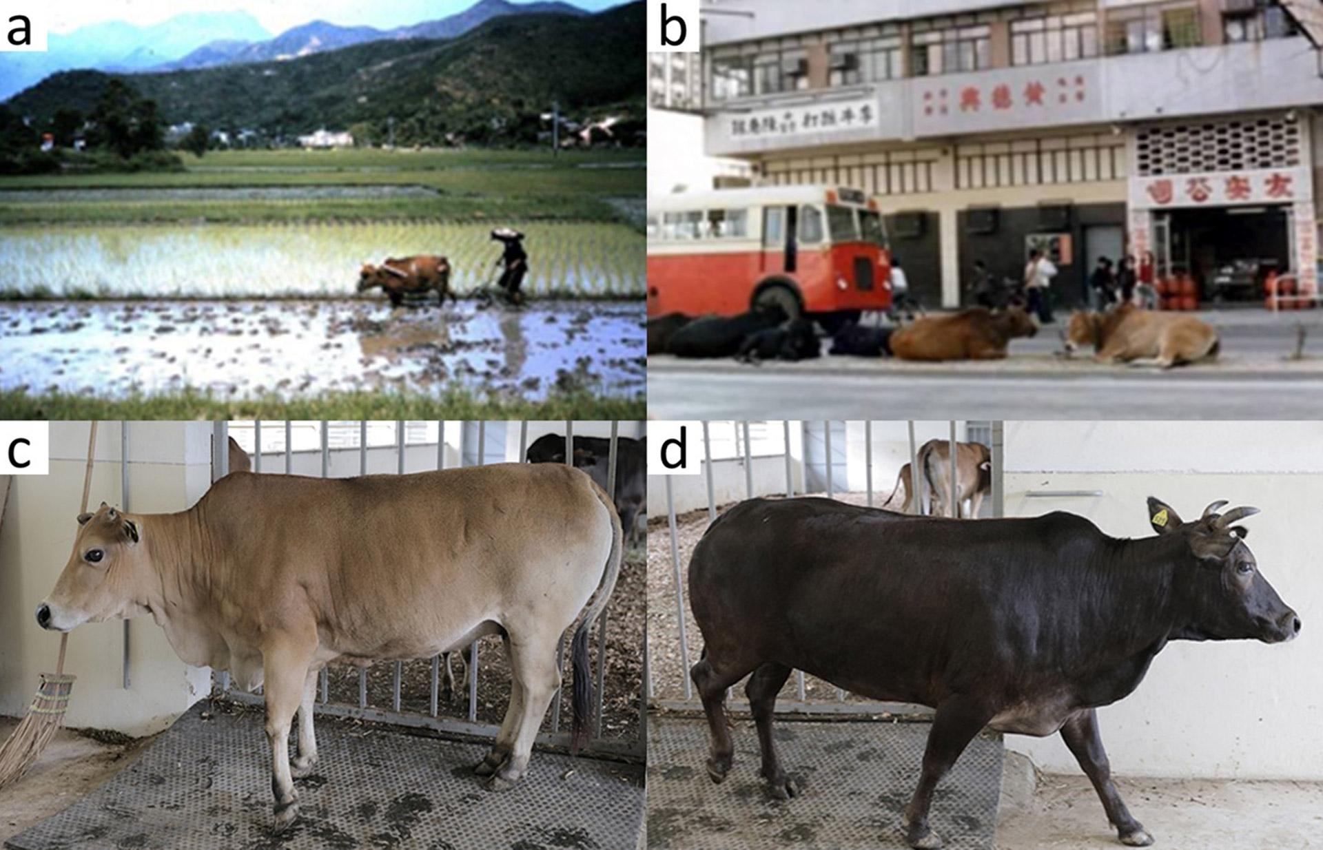 Hong Kong feral cattle Fig 1