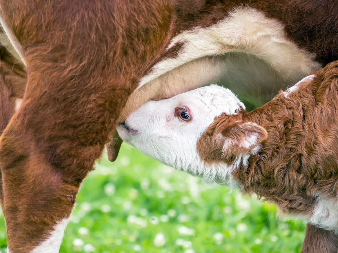 Cow and calf milking