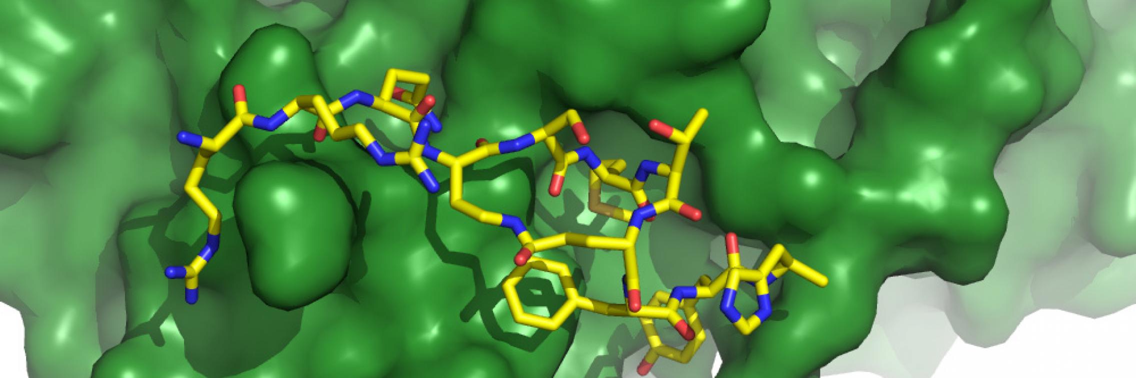 A graphical representation of the new molecule (yellow sticks) interacting with ‘the sliding clamp’ (green surface).