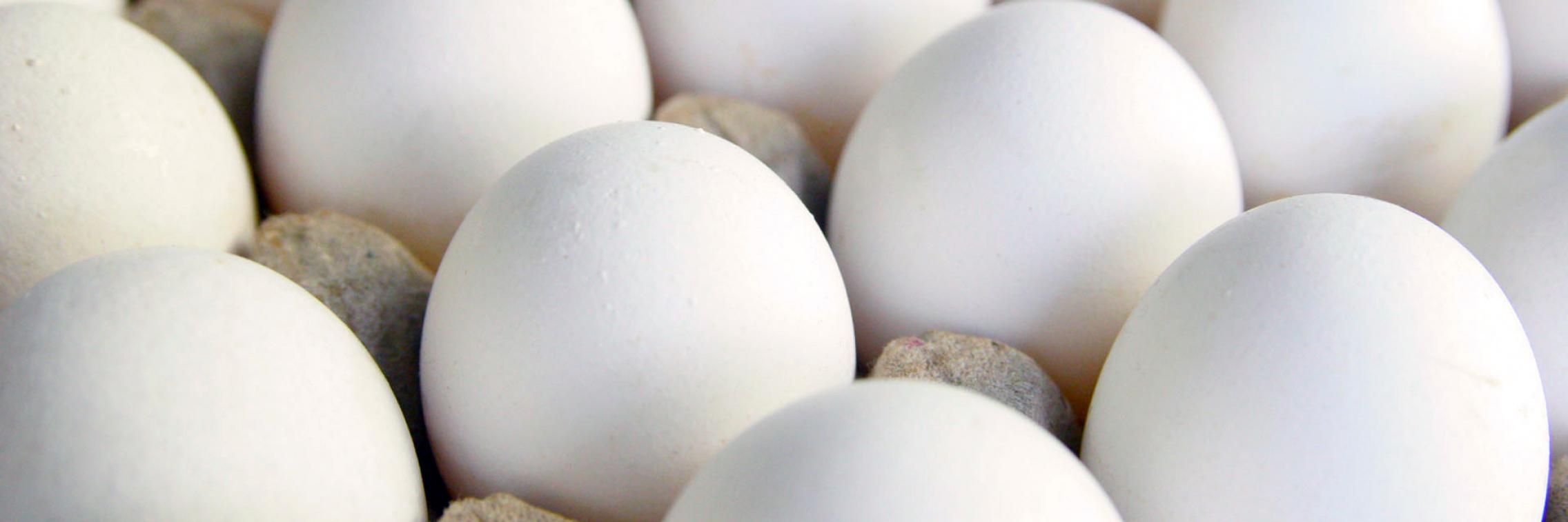 Cracking the secret of omega-3 enriched eggs