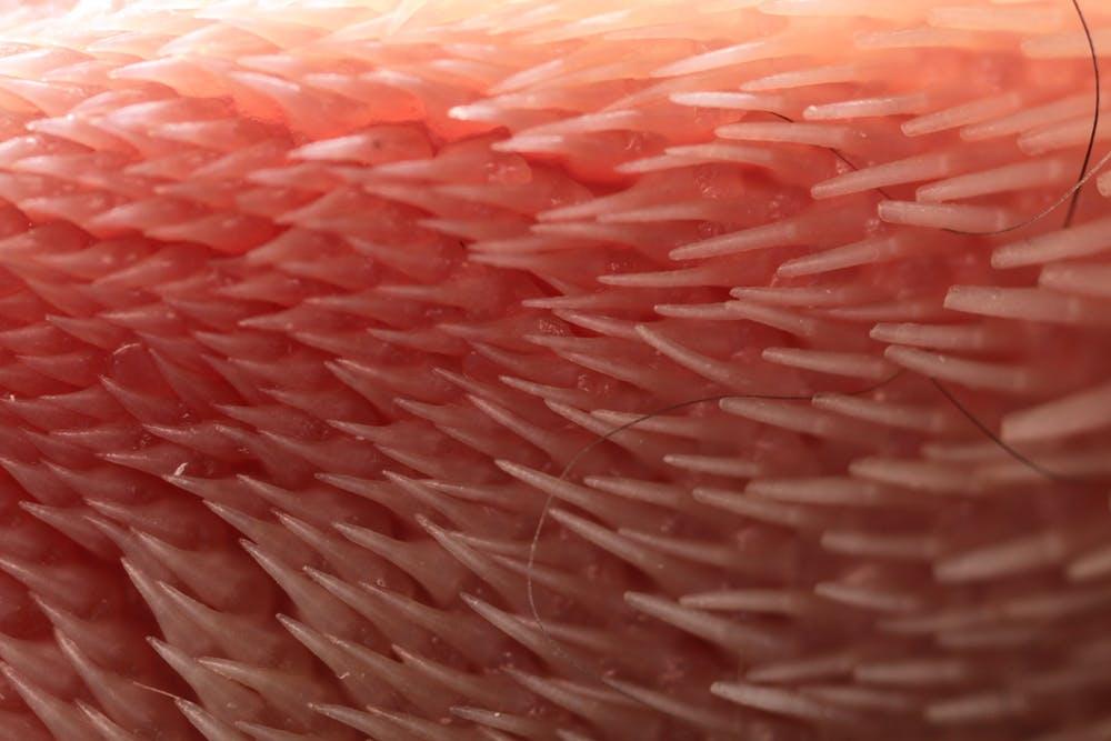 This is the surface of a cat’s tongue. 