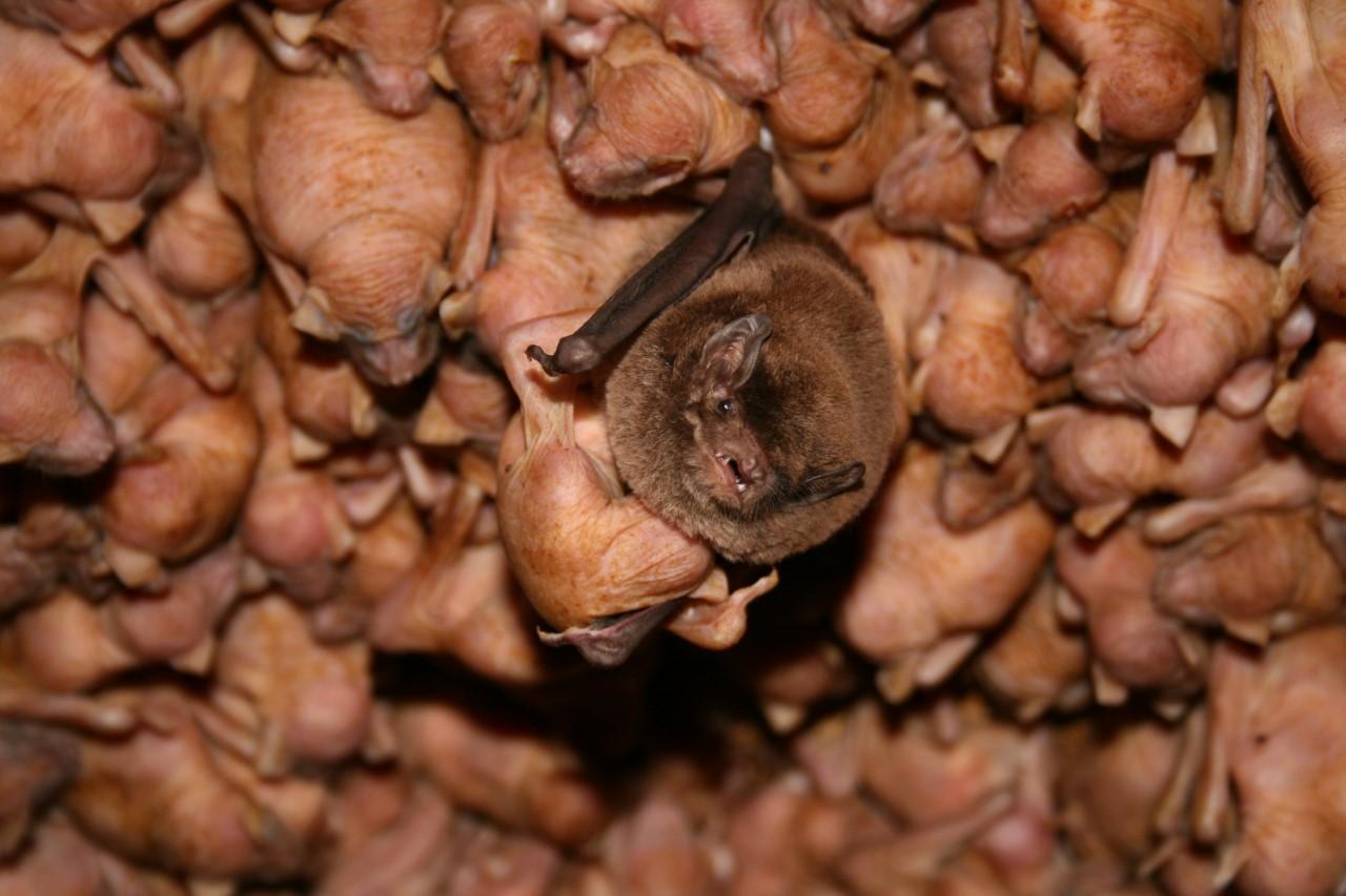 bent-winged bats