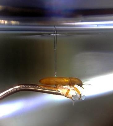 Beetle breathing experiment