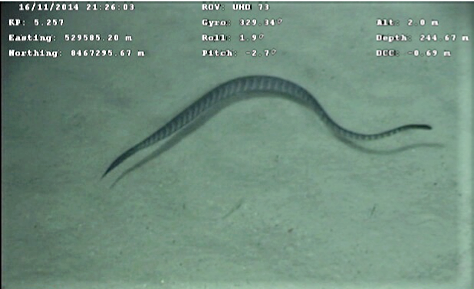 Sea snake dive record 2014