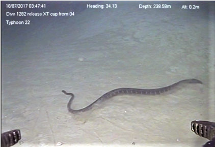 Sea snake dive record 2017