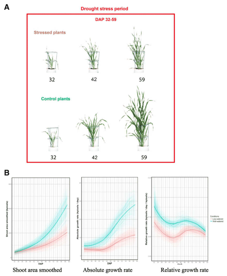 Wild barley reveals drought tolerant traits that could improve elite cultivars