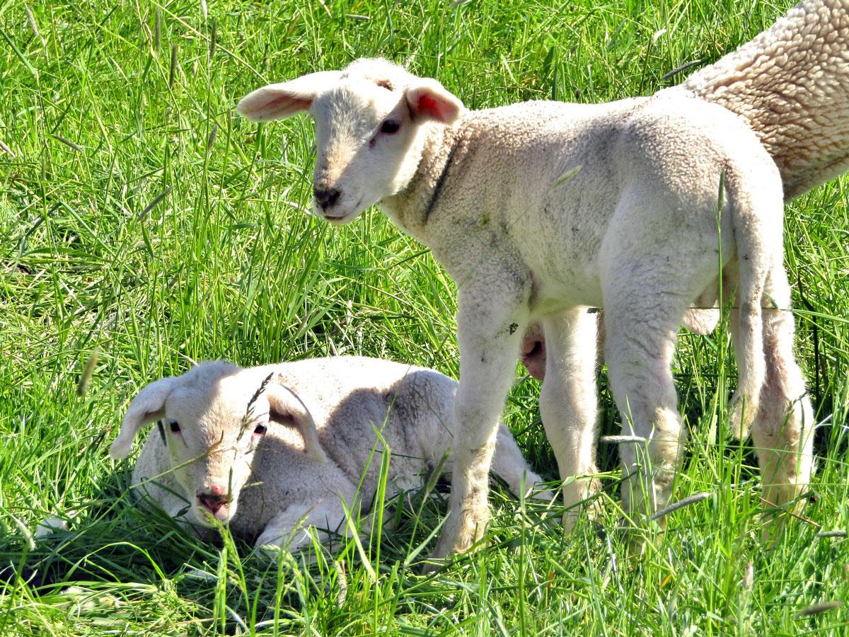 Merino lambs by s-ms_1989 on pixabay