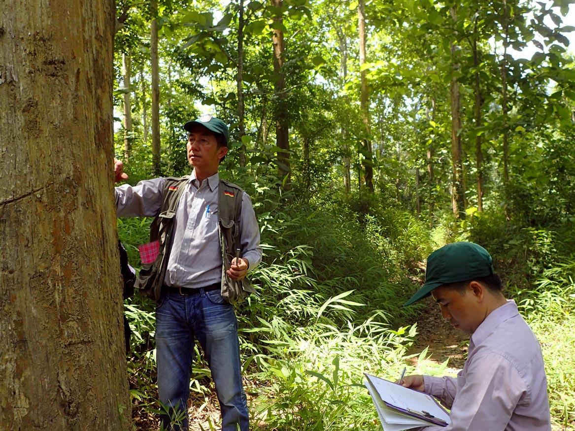A teak tree is sampling in Laos - Photo by Double Helix Tracking Technologies
