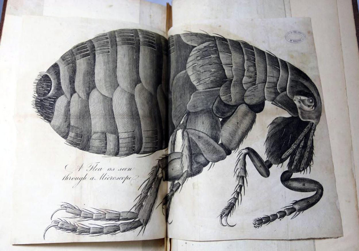 Flea repair Robert Hooke's Micrographia restaura