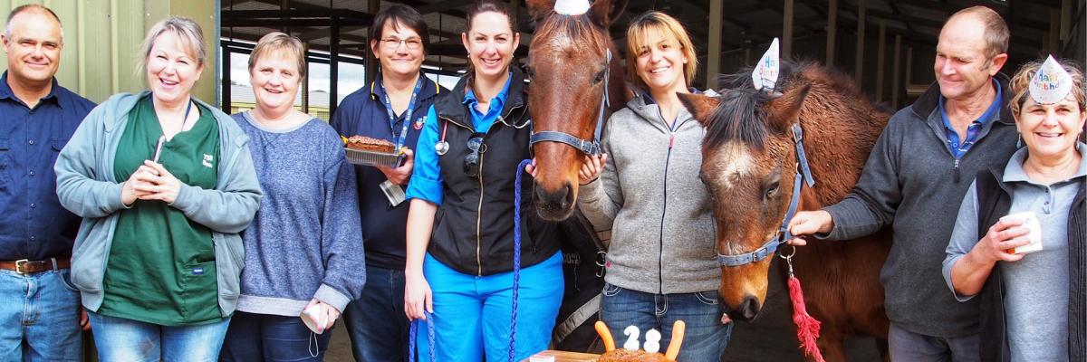 Hip, hip… neigh! Birthday time for the University’s oldest horses at Roseworthy campus