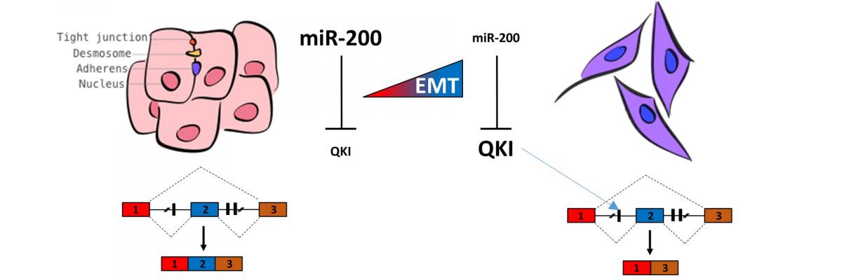 summary diagram gene regulation in cancer lab