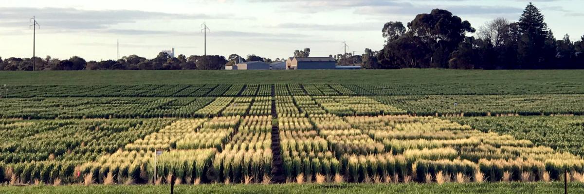 Image illustrating the general appearance of the frost nursery including different experiments and multiple times of sowing in Loxton, South Australia.
