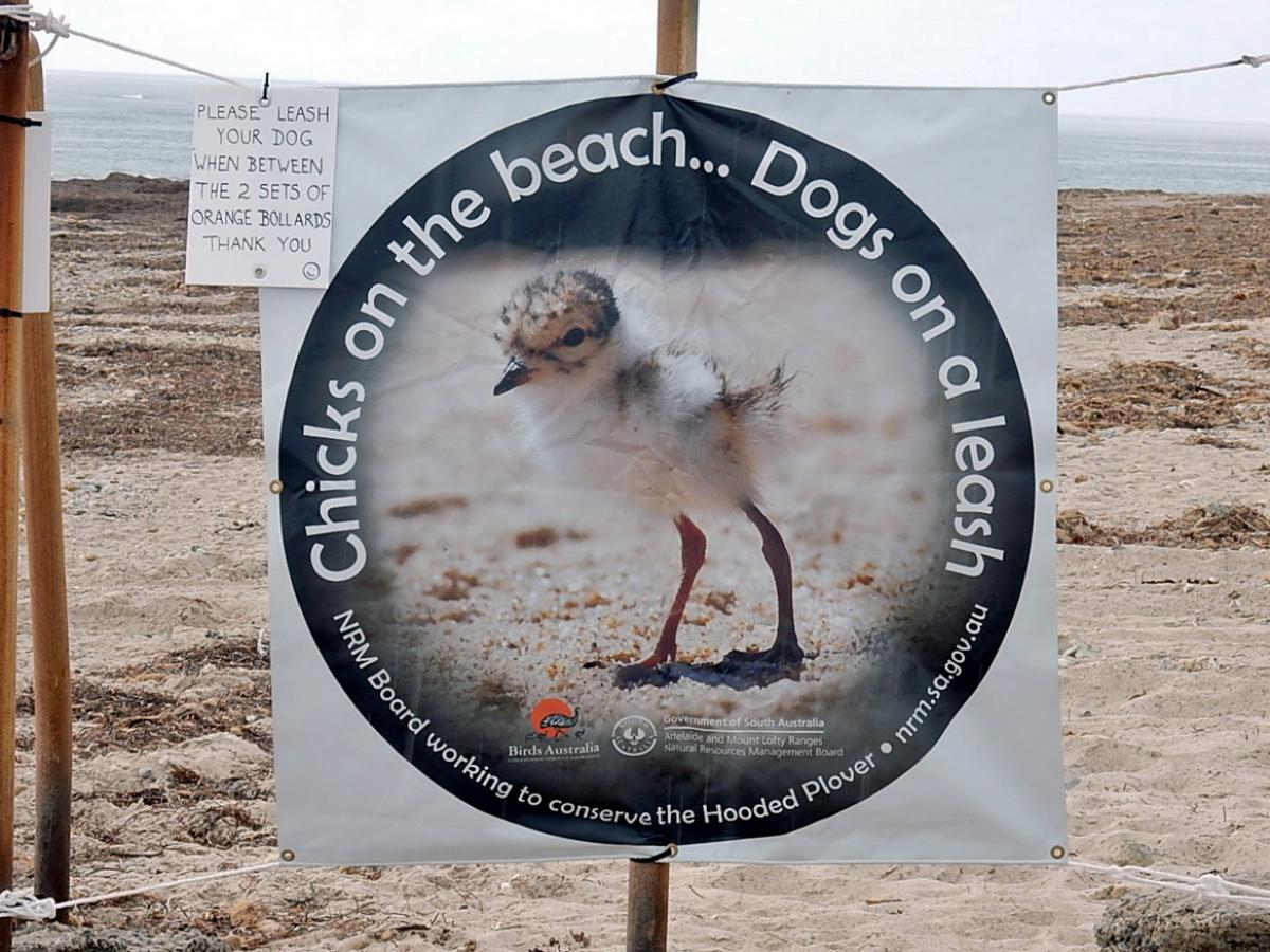 Hooded Plover beach sign by Michael Coghlan (CC BY-SA 2.0)