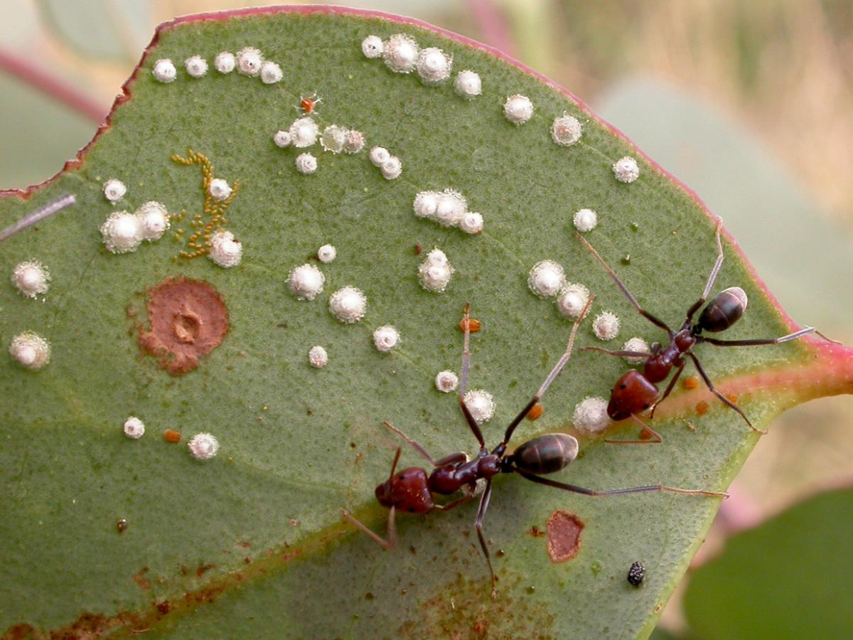 Ants tending to lerps on a Eucalyptus leaf, by Donald Hobern (CC BY 2.0)