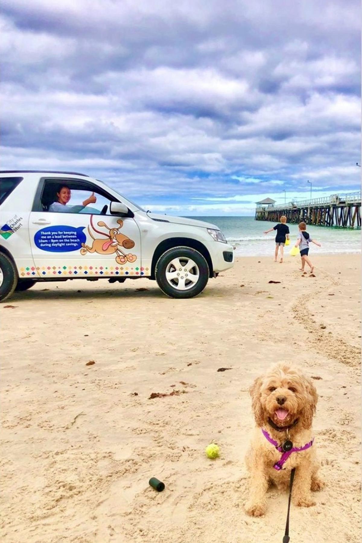 Dog Beach Patrol