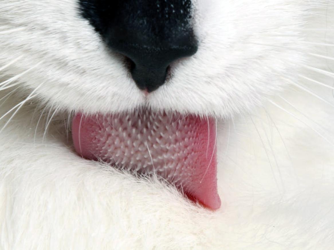 Cat tongue image