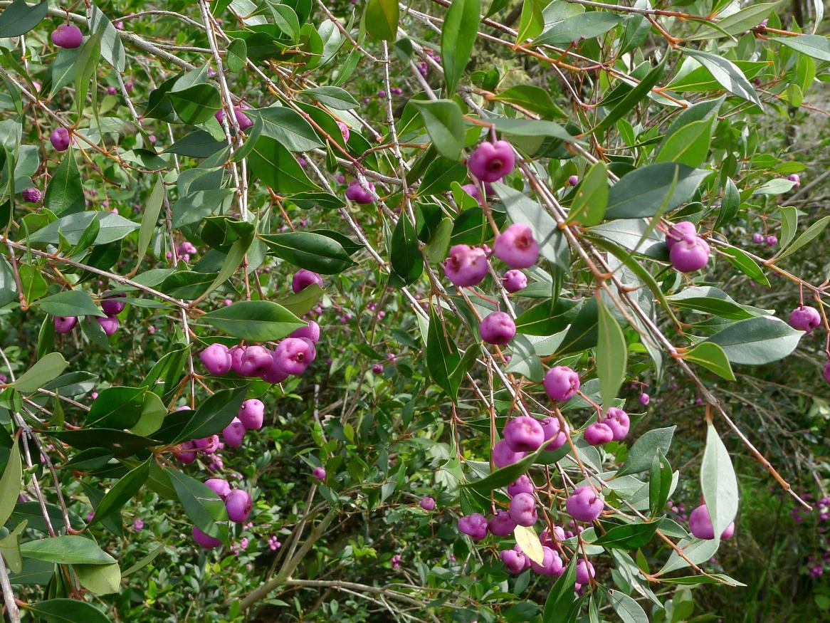 Lilly Pilly or Syzygium smithii growing in forest at Nymboida National Park