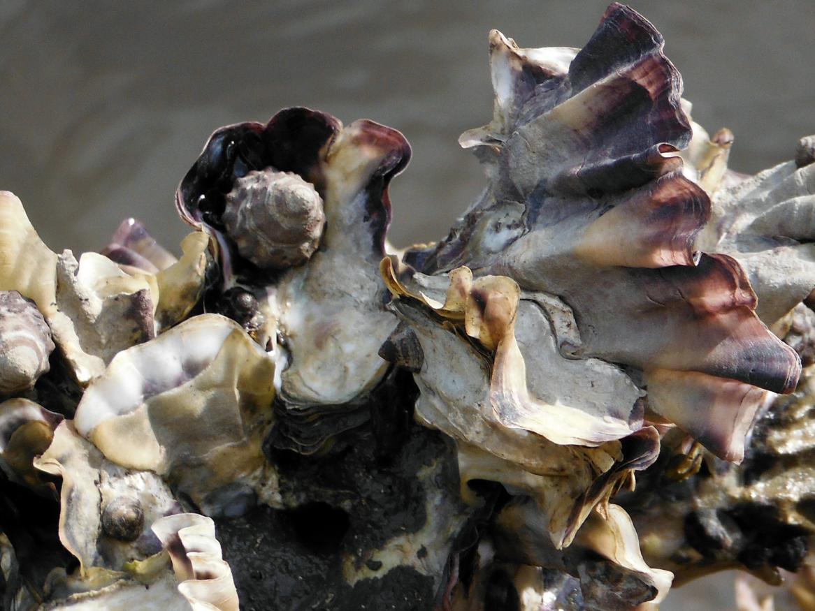 Image - Scientists dive deep to save sinking oyster population