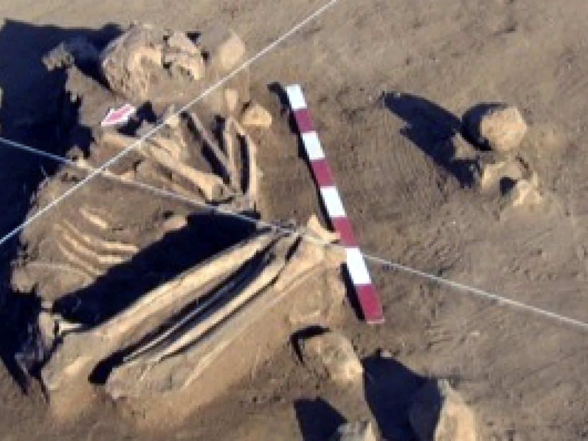 Ancient DNA - skeleton Americas