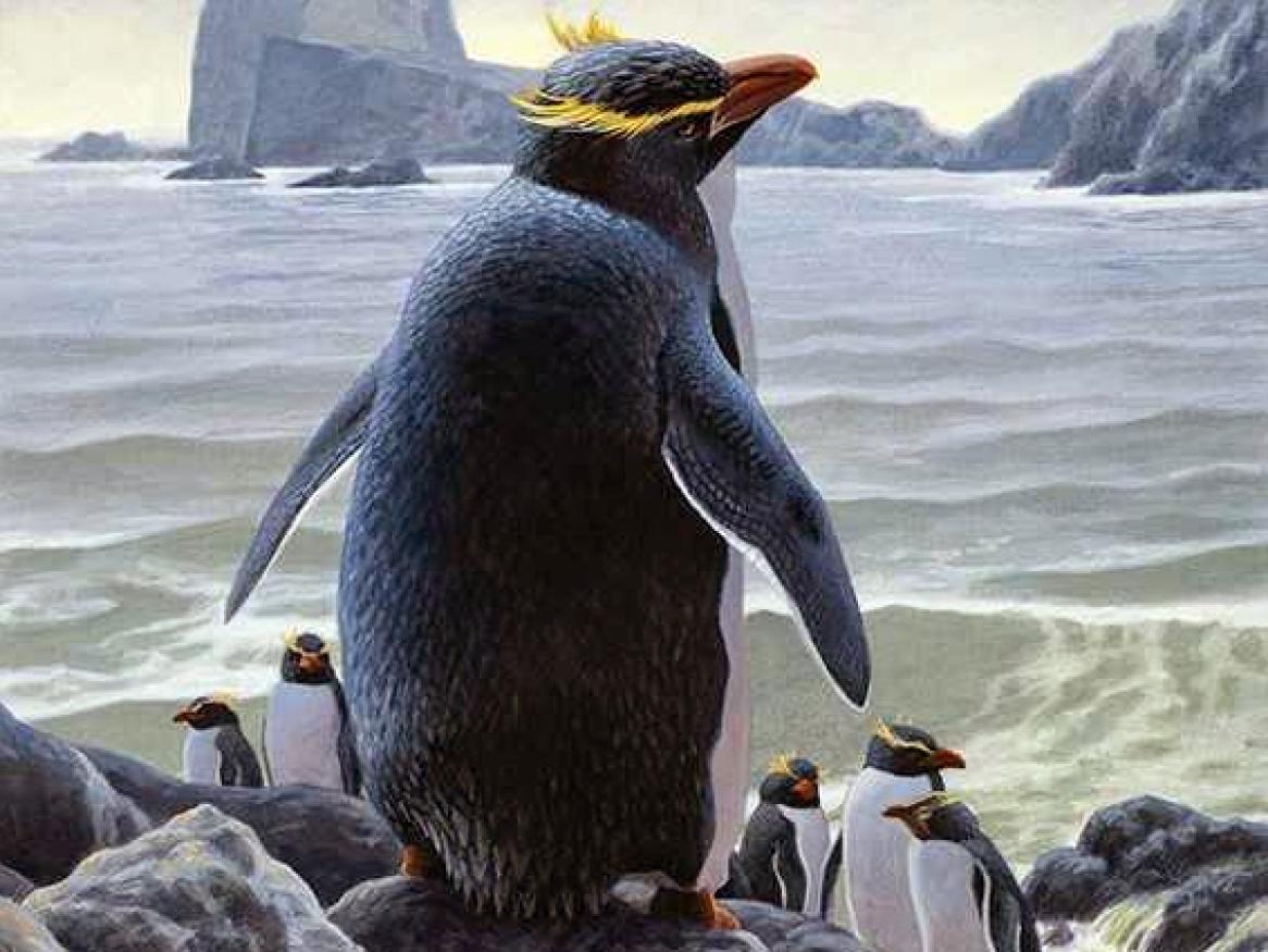 News - Penguin Evolution