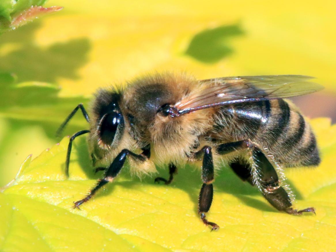 Honeybee genetics research