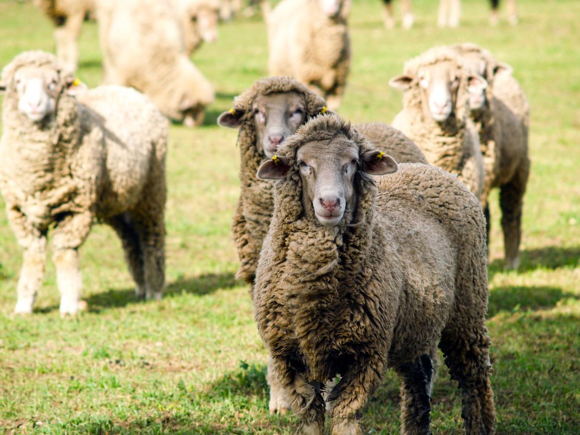 Sheep are among the most common carriers of Q fever.