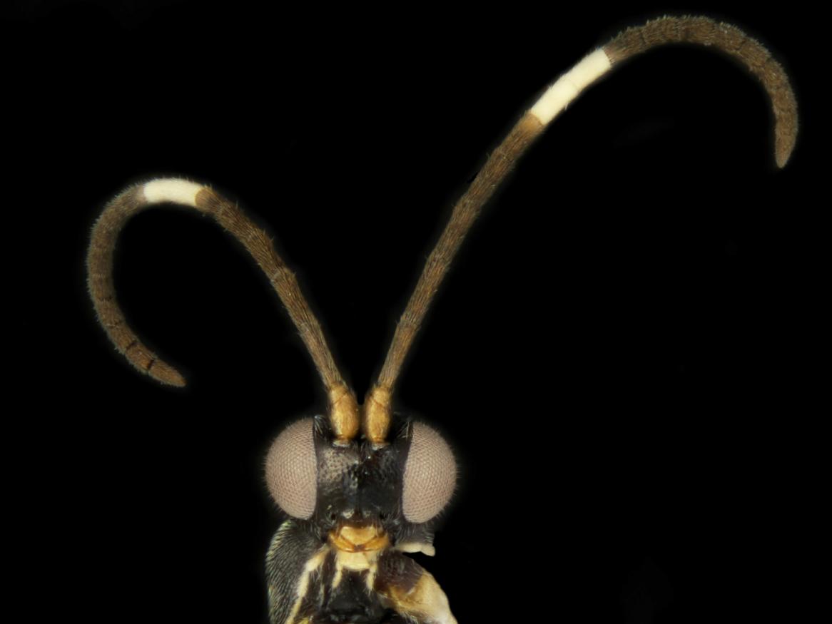 New wasp species Sathon oreo – inspired by the dark brown antennae with a thick white stripe in the middle