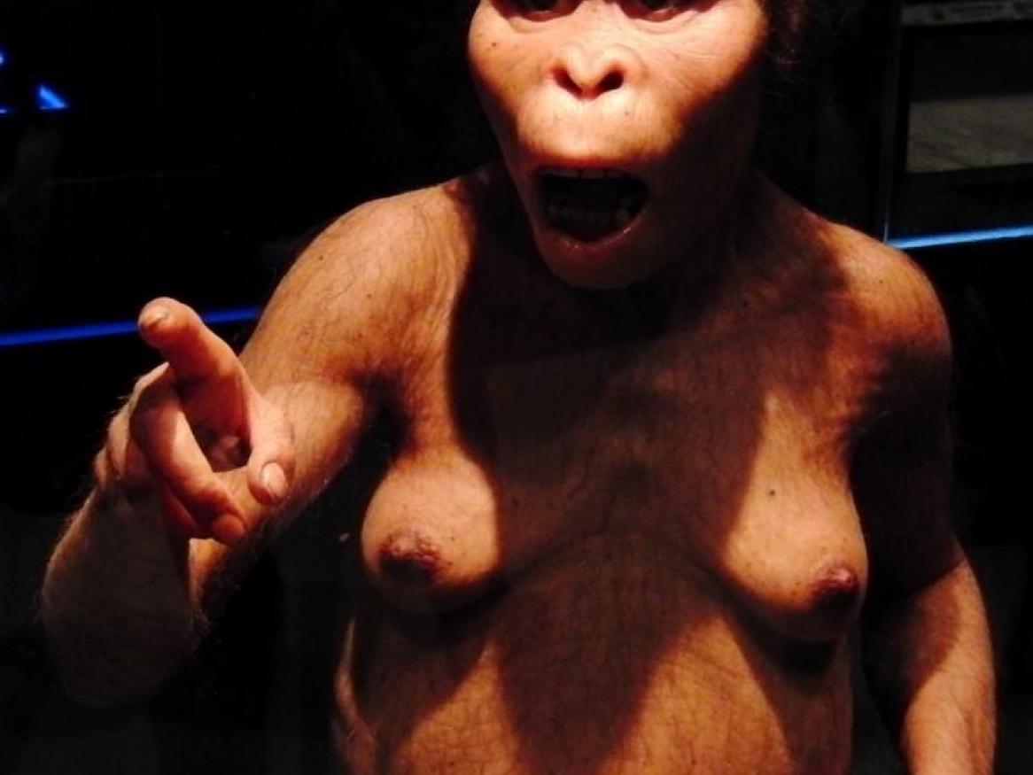 Modern apes smarter than pre-humans