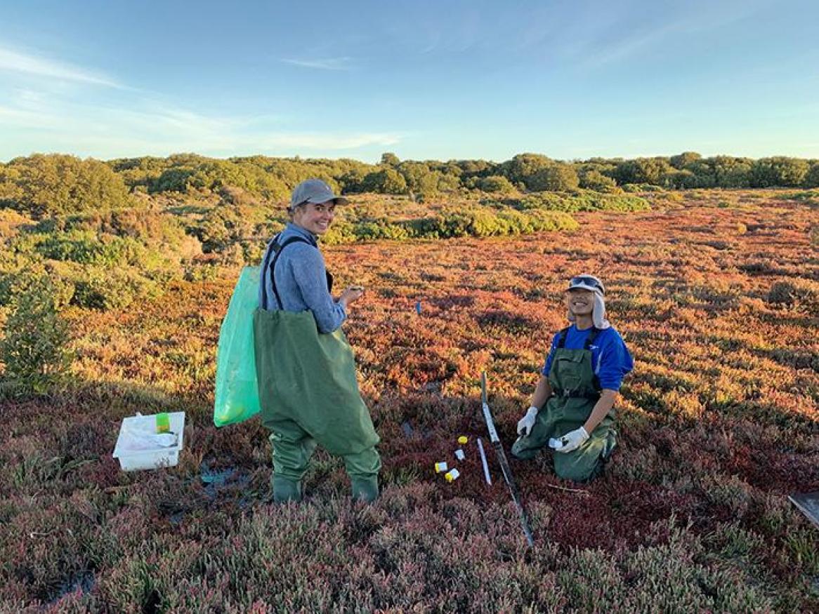 University of Adelaide PhD student Hannah Auricht and technician Tan Dang sampling salt marsh soil cores near St Kilda to analyse for carbon content