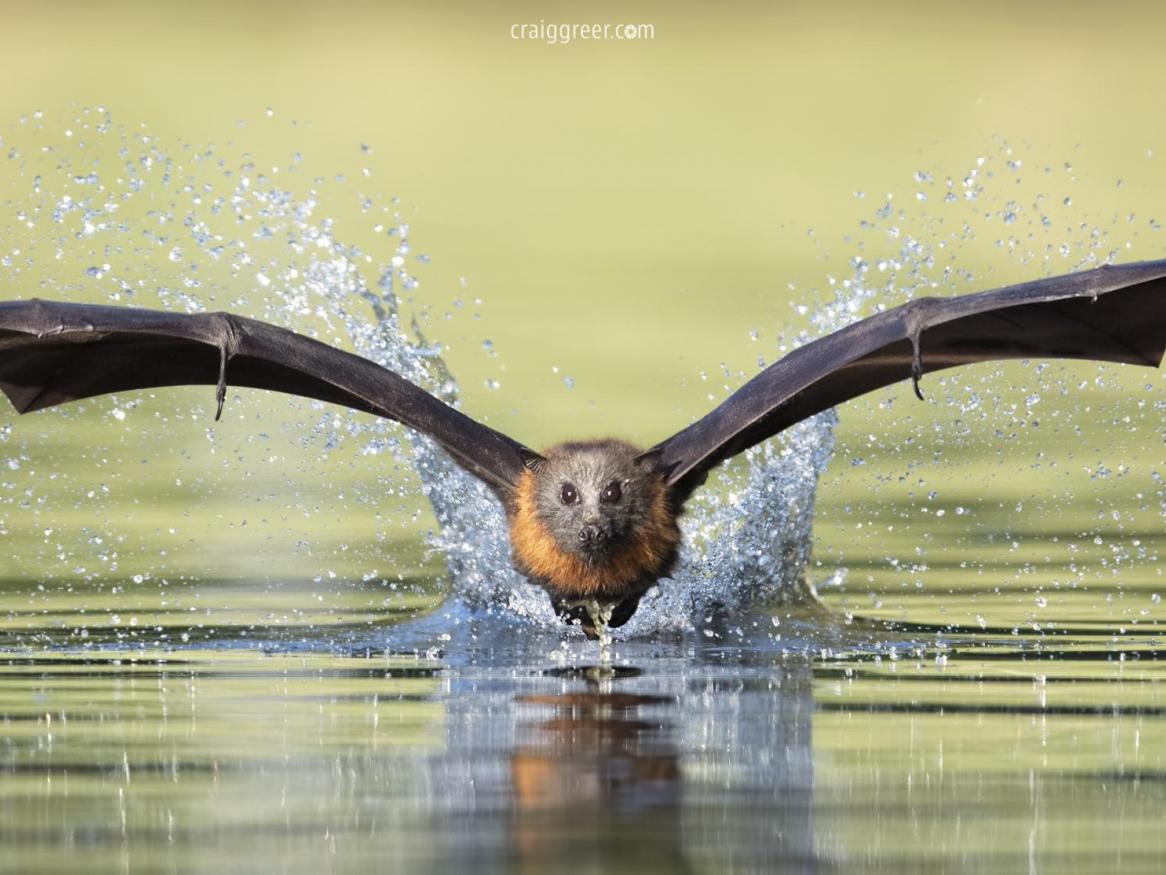 Grey-headed flying fox - Credit: Craig Greer