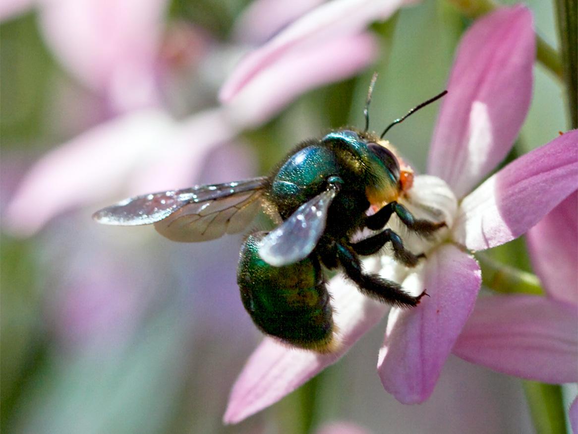 Green carpenter bee (Xylocopa aerata) by Louise Docker from Sydney, Australia [CC BY 2.0]