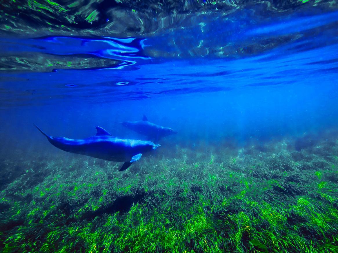 Dolphins Lady Bay Fieldwork, courtesy Sam Langholz