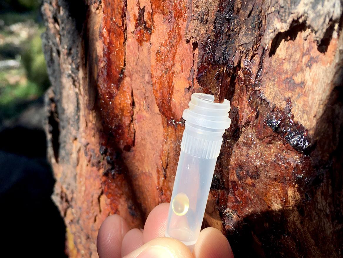 Collecting sap from Tasmanian Cider gums