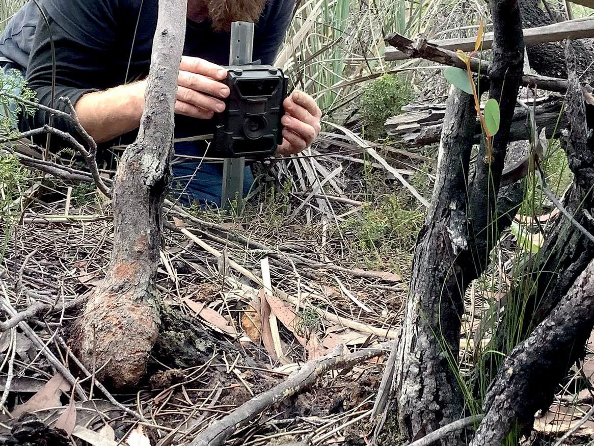 Pat Hodgens of Kangaroo Island Land for Wildlife sets a camera trap to monitor the recovery of the endangered Kangaroo Island dunnart (credit: Kangaroo Island Land for Wildlife)