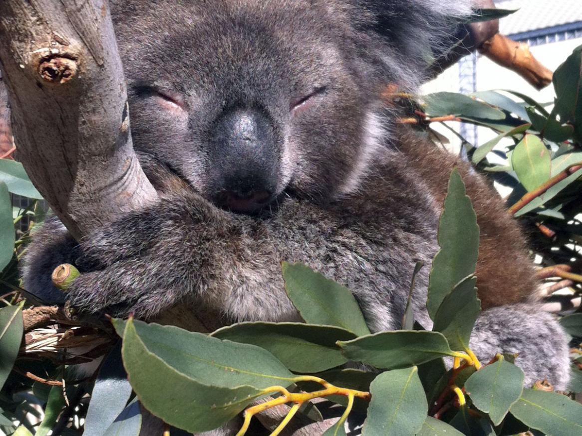 Koala Health Research Group - Goldie