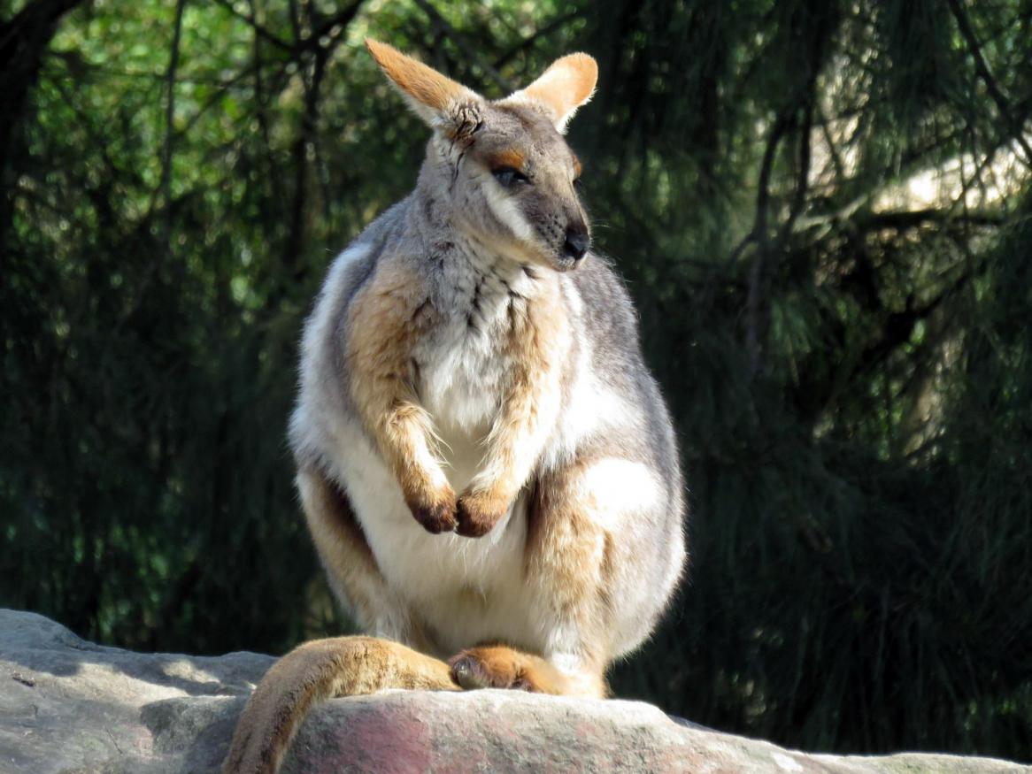 Once found throughout the semi-arid range country in South Australia, New South Wales and south-west Queensland, the yellow-footed rock wallaby is now endangered in Queensland and NSW and vulnerable in SA. Image by Philip Barrington from Pixabay.