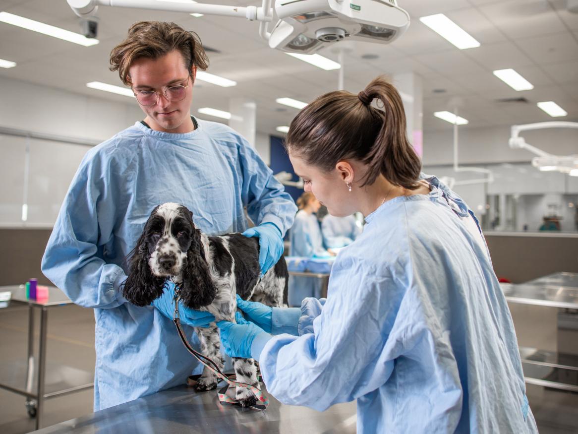 phd in veterinary science eligibility