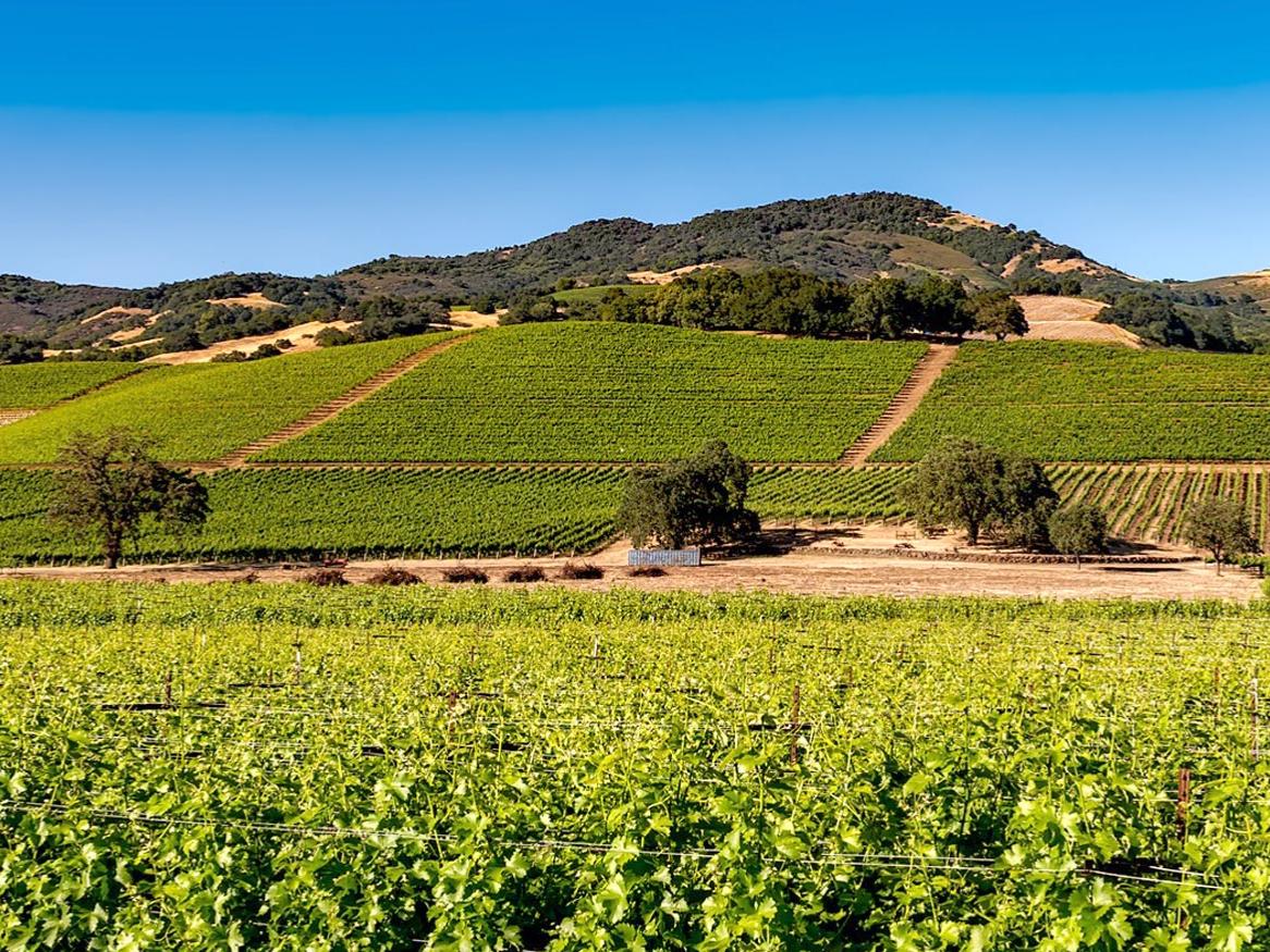 Napa Valley vineyards, by David Mark from Pixabay