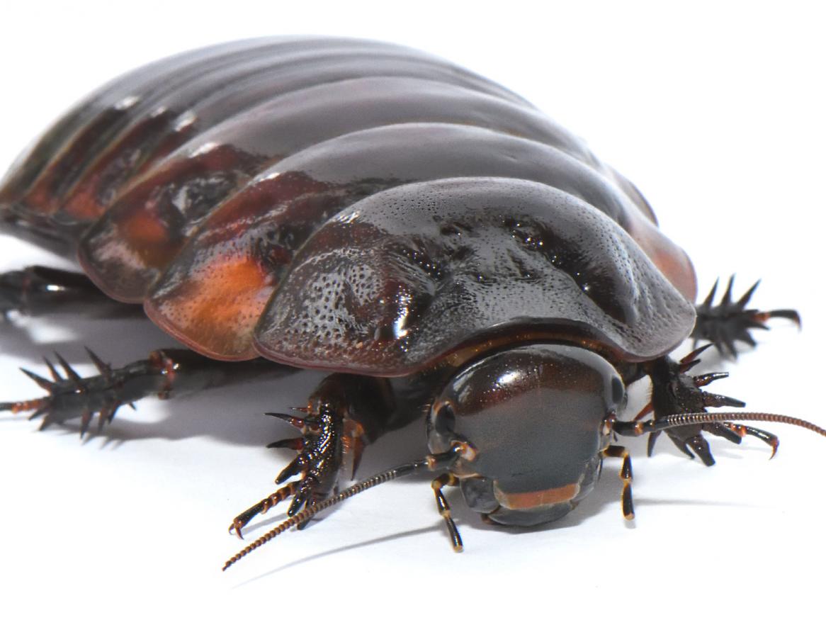 A giant burrowing cockroach (Macropanesthia rhinoceros), a species commonly bought as a pet that can reach up to eight centimetres long and weigh 30 grams. Image by Yi-Kai Tea