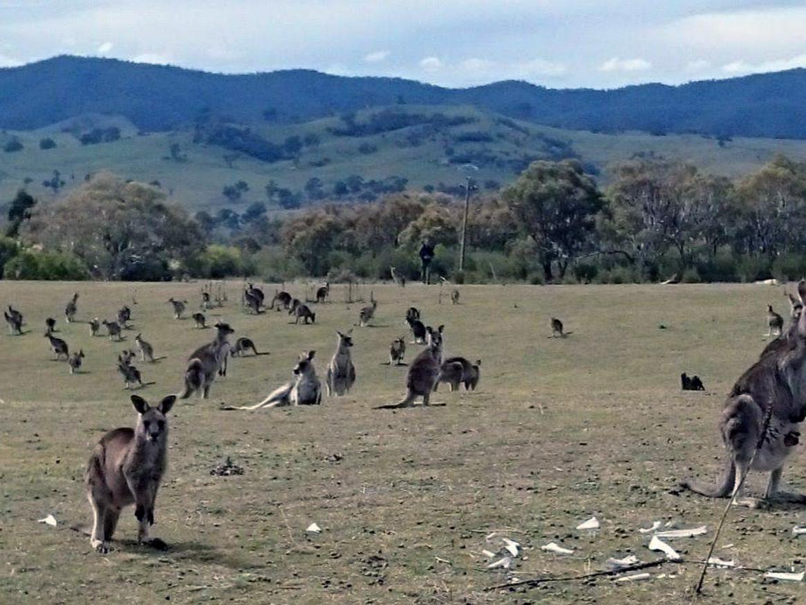 High densities of Eastern Grey Kangaroo (Macropus giganteus). Note the short grassy sward and the bones in the foreground that are evidence of kangaroos that have perished. Photo courtesy Melissa Snape.