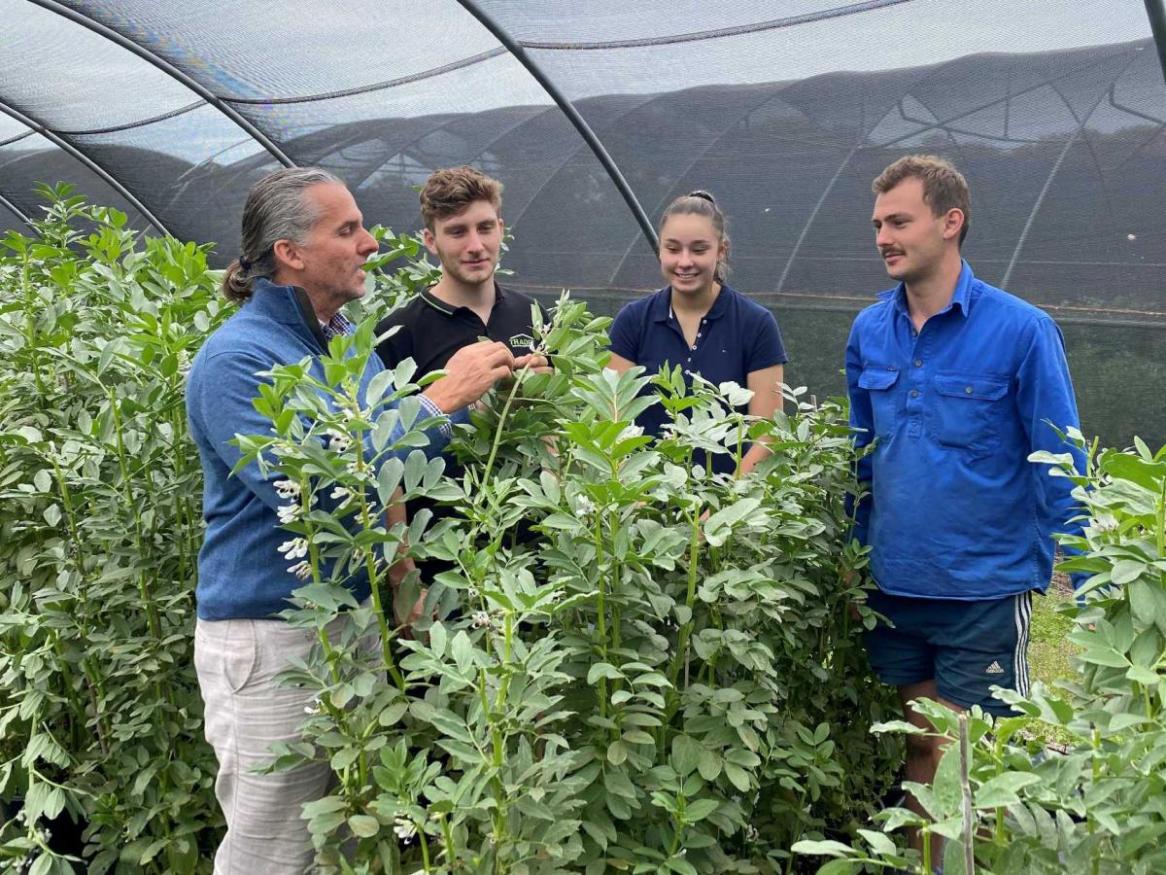 Professor Jason Able mentoring current undergraduate students (L-R) Darien Olson (B. Information Technology), Darcy Lapidge (B. Viticulture & Oenology), and Thomas Follett (B. Agricultural Sciences) in the art of faba bean crossing and plant breeding selection decisions.