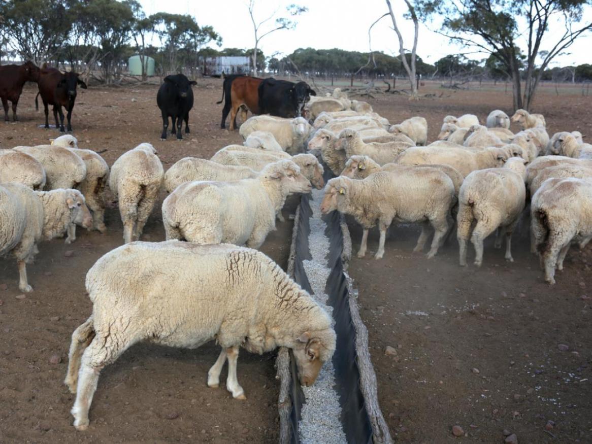 Researchers to investigate prevalence of PFAS in livestock